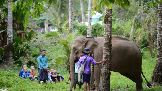 One Day Tour at Secret Elephant Camp, Chiang Mai, Thailand: With Elephants · Bamboo Rafting · Fun at Sticky Waterfall