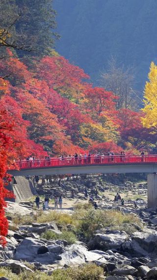 1-person group guaranteed departure: Kokeizan Eihoji Temple, Japan + Korankei gorge + Shikizakura 1-day tour | Nagoya round-trip