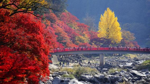 Limited fall maple viewing | Eihou-ji + Korankei gorge + Shiki-zakura 1-day tour | Nagoya round-trip