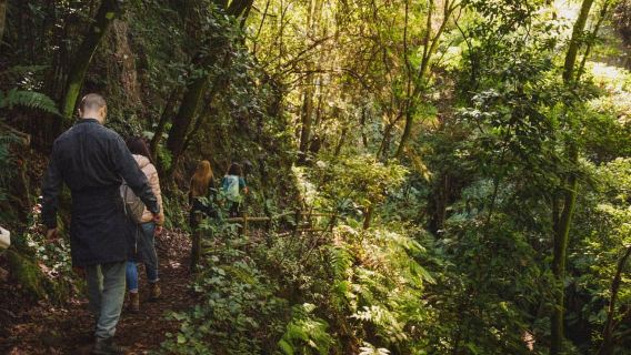 La Palma: Explore the laurisilva, the island's magical forest