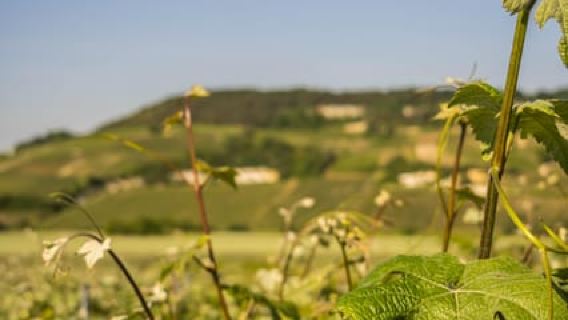 From the vines to the Champagne glass with a vintage car