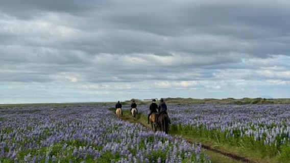 southern Iceland: Black beach riding tour