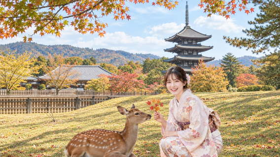 京都&奈良&宇治一日遊丨奈良公園+平等院+伏見稻荷+東大寺