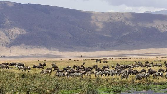 Arusha