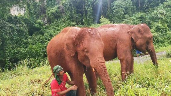 ไทย จังหวัดเชียงใหม่ เชียงใหม่ เมอวังโคเคียวอุทยานเชิงนิเวศช้าง ทัวร์ 1 วัน
