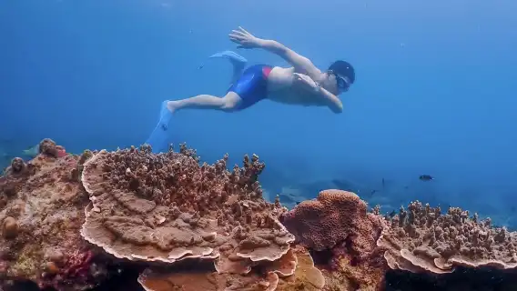 從曼谷出發：尼莫島體驗（含空拍照片及海濱餐廳午餐）