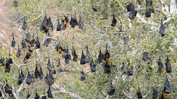 Visit Udaipur city in Private Car with Guide Service