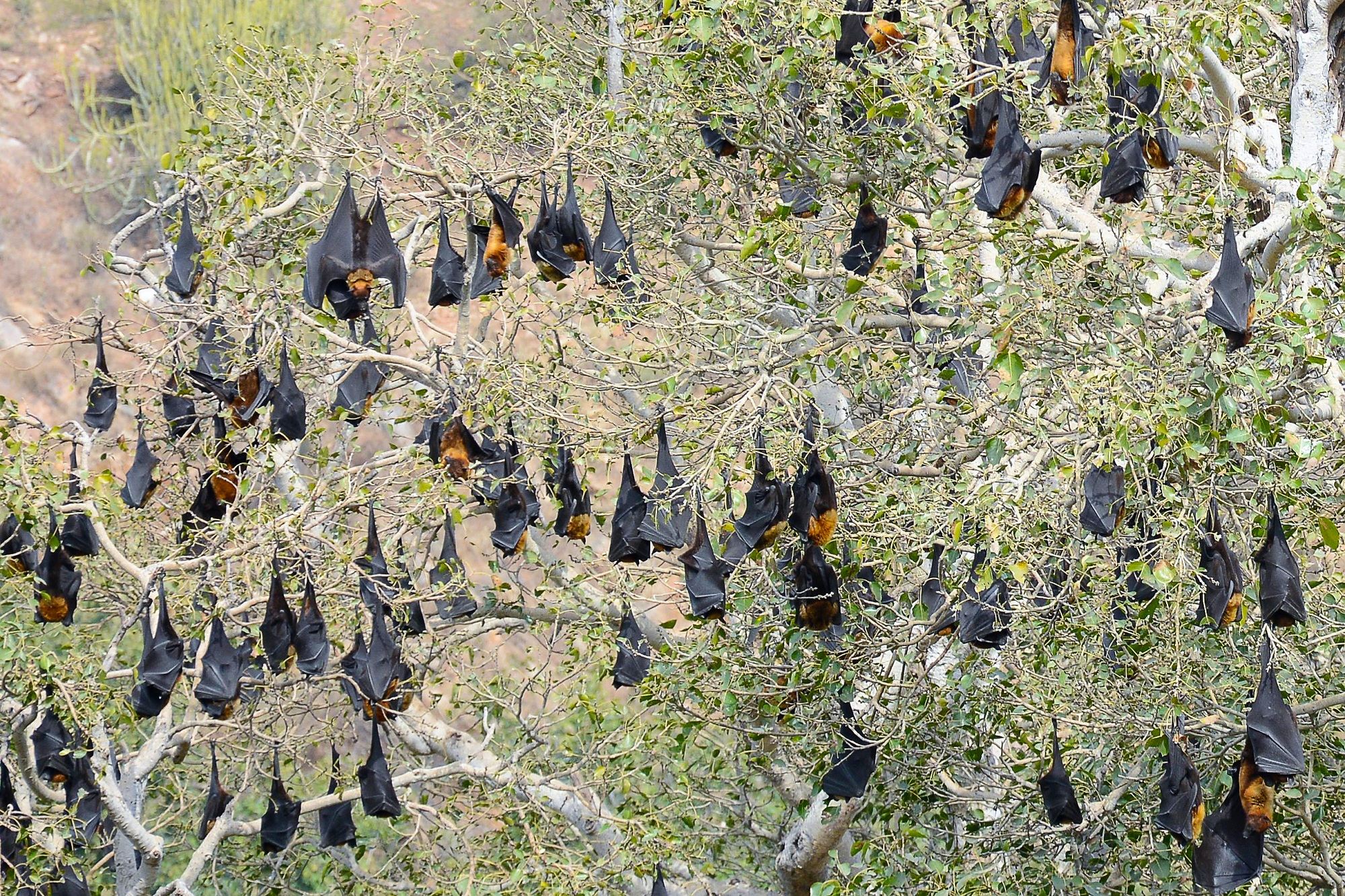 Visit Udaipur city in Private Car with Guide Service