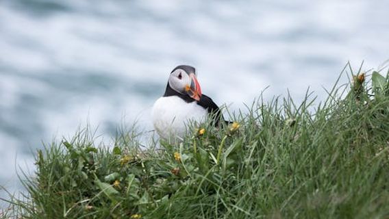 HusavikExperiences