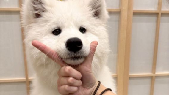 30-minute Samoyed petting experience with unlimited drinks at Moffu Samoyed Cafe (Takeshita Street branch)