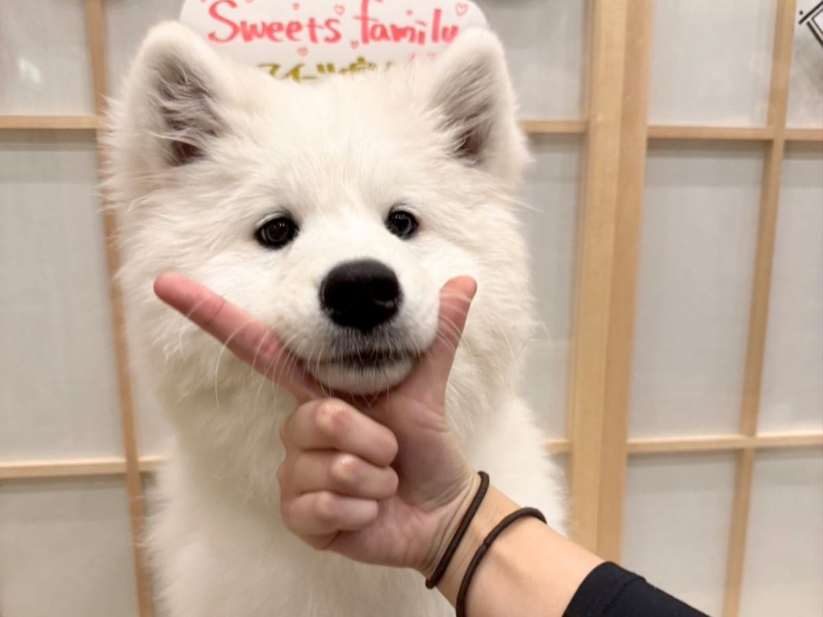 30-minute Samoyed petting experience with unlimited drinks at Moffu Samoyed Cafe (Takeshita Street branch)