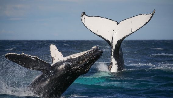 SydneyTours