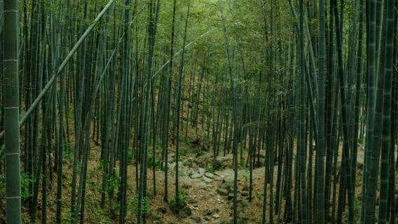 Yixing, Jiangsu: Bamboo Sea + Taozu Sacred Site (Private Charter | Customized Tour | Bilingual Guide in Chinese and English)