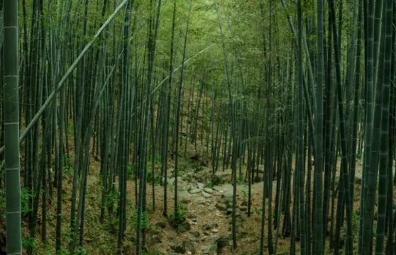 江蘇宜興：竹海+陶祖聖境【包車｜私人訂製｜中英文導遊】