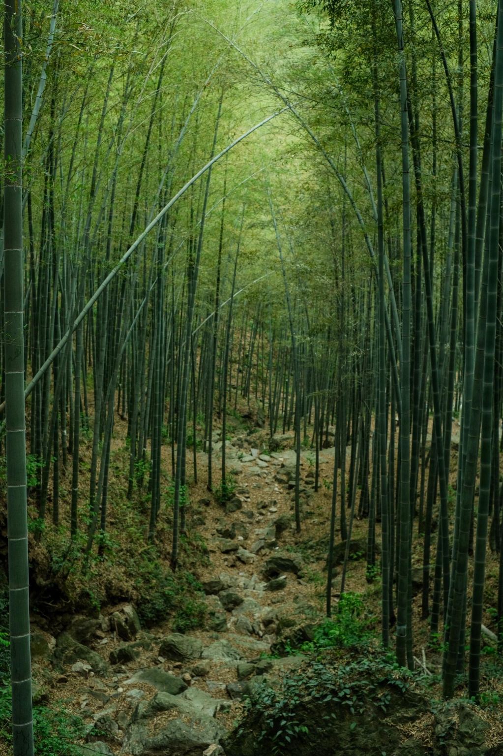 Yixing, Jiangsu: Bamboo Sea + Taozu Sacred Site (Private Charter | Customized Tour | Bilingual Guide in Chinese and English)