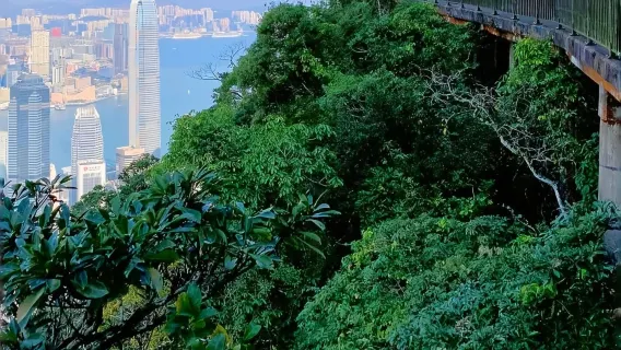 Recorrido por la Noria Central de Hong Kong, el Pico Victoria y el Puerto Victoria [servicio de coche privado con conductor de 6 horas - Itinerario personalizable]