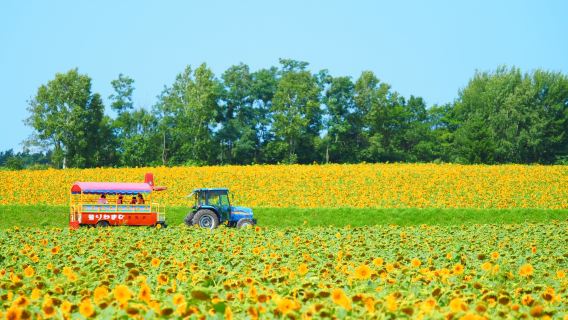 札幌出發：北竜町向日葵+富良野薰衣草+森林精靈露台一日遊