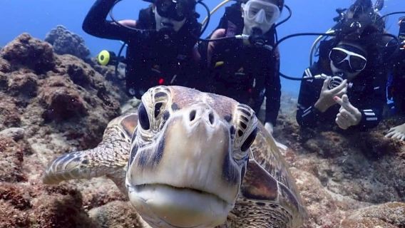 屏東琉球島でダイビング体験 スキューバダイビング2時間【限定特典|小琉球ウミガメ】