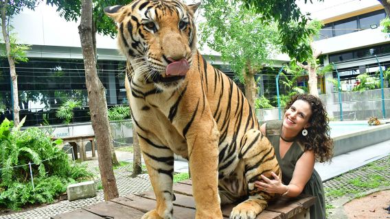Taman Harimau Pattaya Tiger Park Pengalaman Menyentuh Harimau Aktiviti Keluarga
