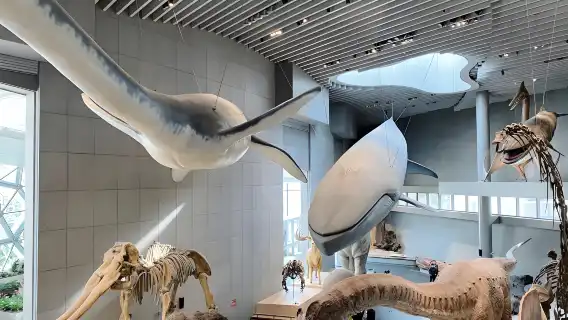 上海自然博物館探秘:海量絕世標本 全方位展現生命演化