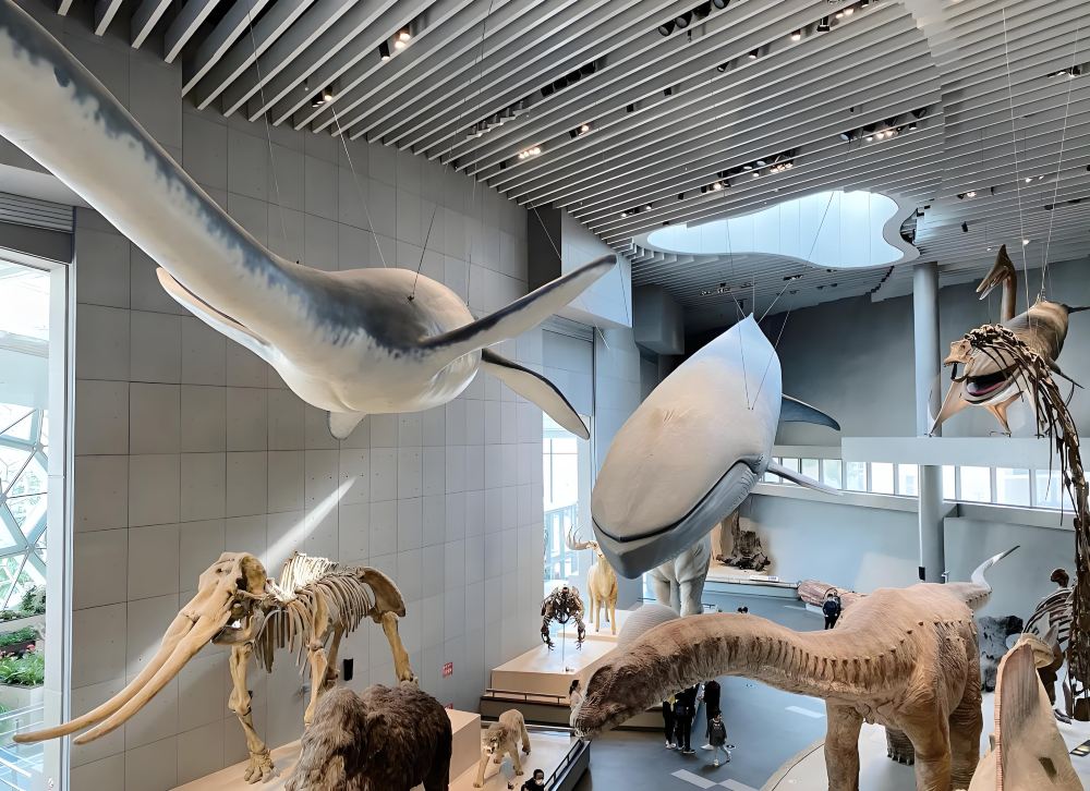 新品未使用　 イーブイ進化ノート Natural History Museum Shanghai Natural History Museum In-Depth Guided Tour with