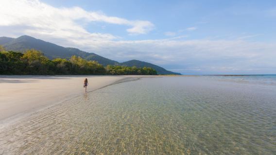 Ab Cairns: Daintree-Wildnis & Cape Tribulation - Bustour