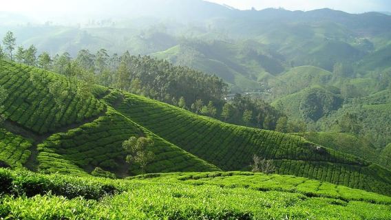 Nairobi: Excursión de un día a una plantación de té morado en Gatura Greens