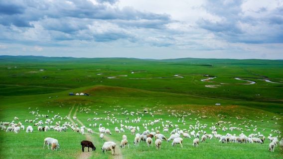 Departing from Manzhouli, Hulunbuir Grassland and Manzhouli Matryoshka Scenic Area, One-Day Tour with Chinese Group