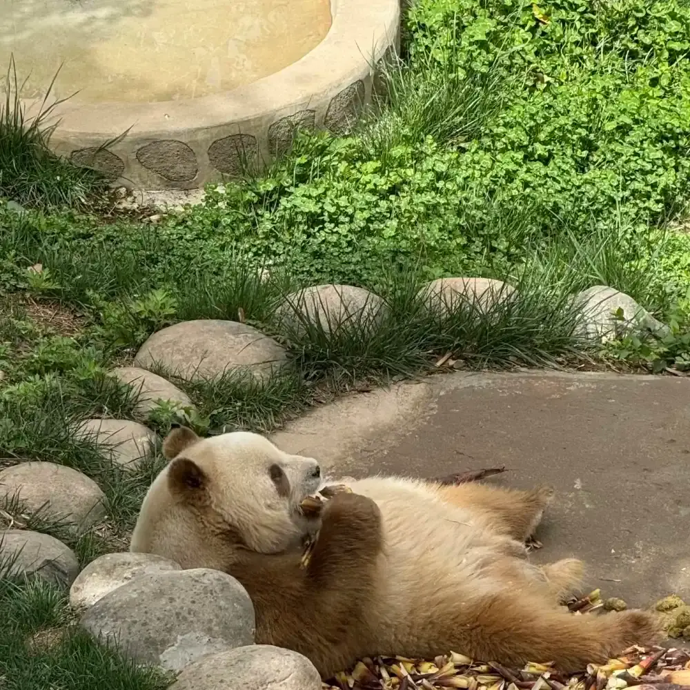 Qizai-The World's Only Brown Panda-Xi'an Panda Day Tour-Qinling