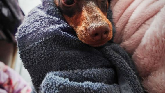 Boarding for New Dogs, with free 30 minute intake appointment - 10 Days