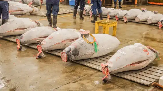 Tokyo Toyosu Market food tour with teamLab digital art experience (includes teamLab admission ticket)