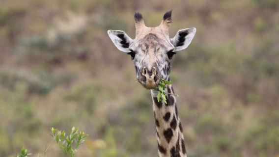 坦桑尼亞【阿魯沙國家公園包車遊獵記】覽盡火山草原湖光