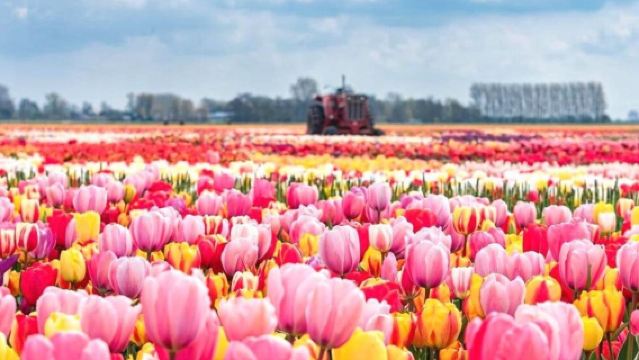 Lawatan sehari bas ekspres Keukenhof + Kampung Kincir Angin + Giethoorn
