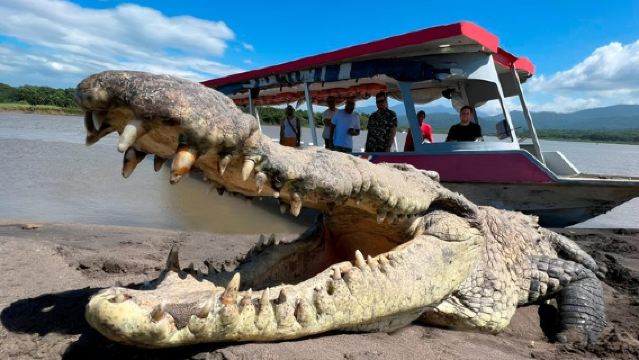 クロコダイルマンツアー - タルコレス川体験の元祖