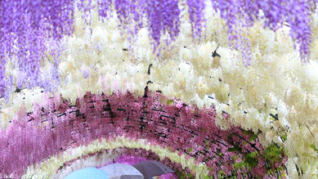 1-day tour from Fukuoka: Kawachi Fujien Flower Viewing + Kokura Castle Ruins Exploration + Outlet Shopping & Cherry Blossom Appreciation