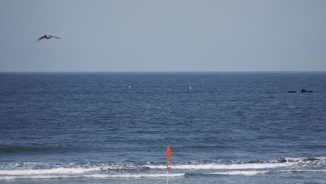 Lawatan sehari di Los Angeles: Pantai Venice + Santa Monica + Abbott Kinney