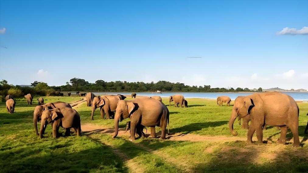 Taman Nasional Minneriya Sri Lanka | Safari Jeep Melihat Kawanan Gajah Liar*Tidak termasuk tiket mas