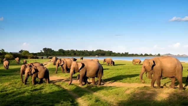 Parque Nacional de Minneriya en Sri Lanka | Safari en jeep para ver manadas de elefantes salvajes *No incluye la entrada. Salida desde Colombo