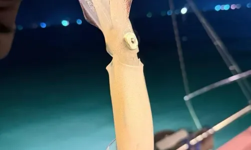 北海熱爆夜釣【夜釣魷魚】出海夜釣魷魚吹筒現釣現食精品爆網出海
