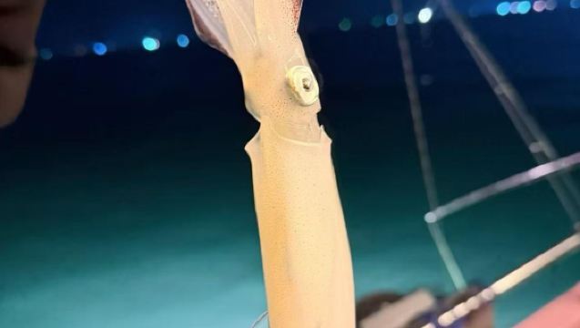 北海熱爆夜釣【夜釣魷魚】出海夜釣魷魚吹筒現釣現食精品爆網出海