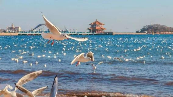 青島市區景點一日遊｜棧橋餵海鷗｜贈遊艇出海｜可選午餐