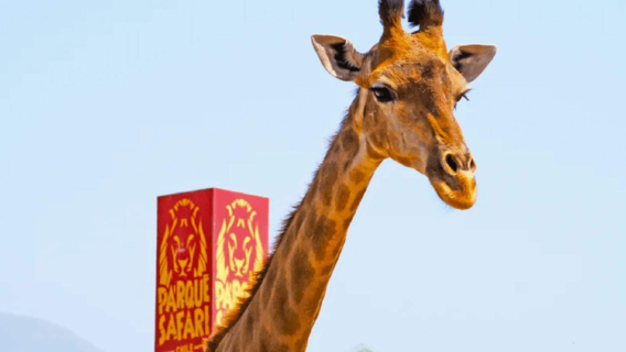 Excursion en anglais aller-retour à San Diego : Aventure au parc animalier