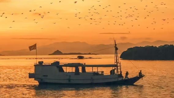 Komodo half-day island hopping | Encounter small sharks and watch the bat sunset at Pulau Kalong