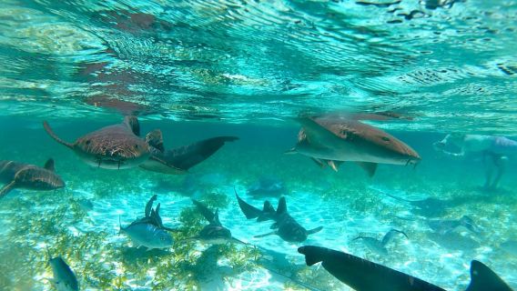 Caye Caulker：霍爾欽原始浮潛與島嶼造訪之旅
