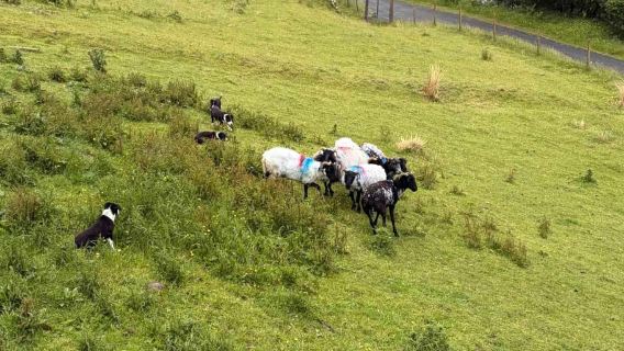 Small Group Tour: Connemara, Kylemore Abbey & Sheepdog Show