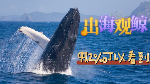 沖繩出海觀鯨半日遊/ 那霸出發（那霸市內免費接駁） 或 北谷出發  99.2%可遇，看不到免費再出海一次！