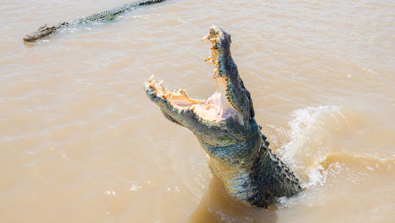 DarwinTours