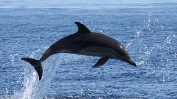 Faro: Paseo en barco para observar la vida marina y los delfines