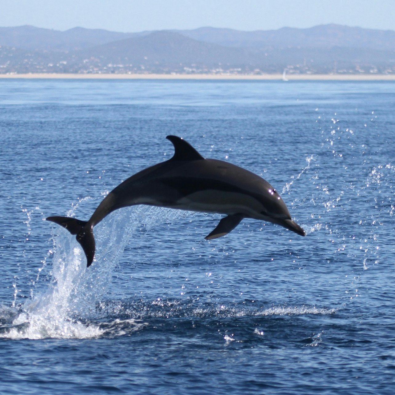 Faro: Marine Life and Dolphin Watching Boat Tour