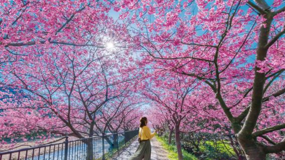 日本東京伊豆賞櫻一日遊【純玩9人小團|贈觀海列車票|上門接送可選|中文司導|城崎海岸+門脅吊橋+觀海列車+河津櫻花】